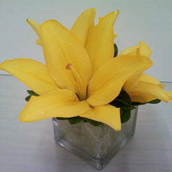Fresh Floral Arrangements