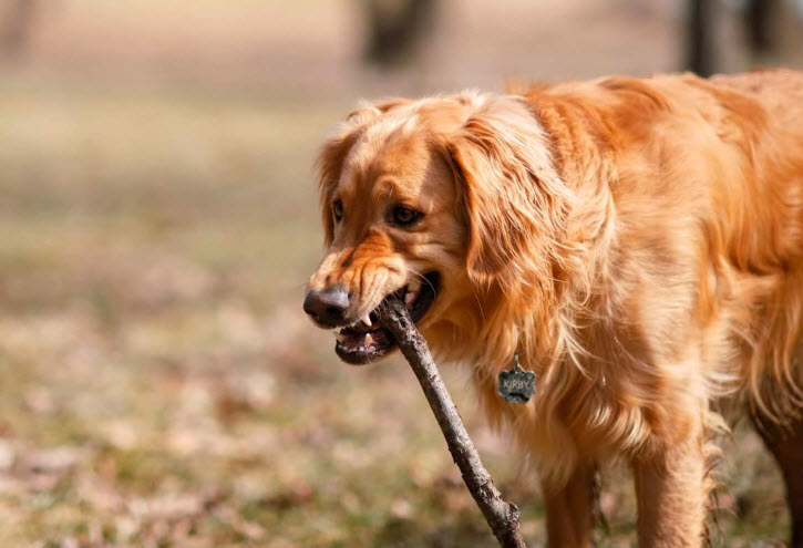 Pet Behavioral Consultations