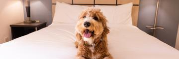 Book Pet-Friendly Sonesta Hotels