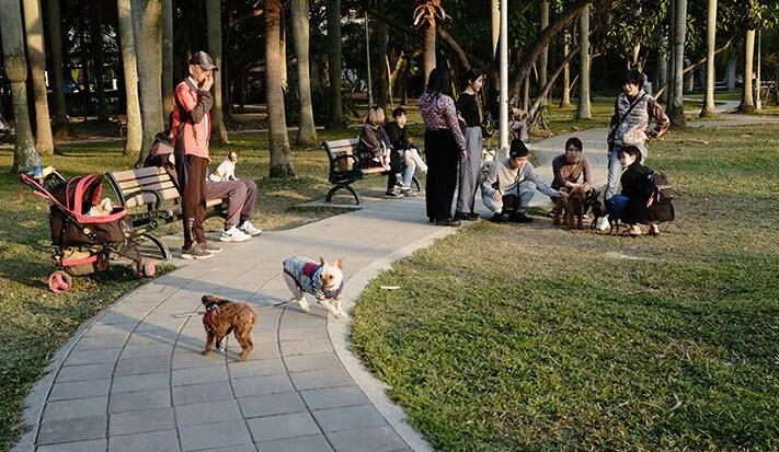 Decatur Dog Bite Lawyer 