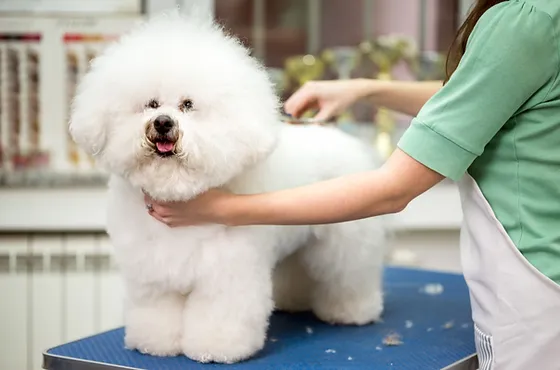 Pet Grooming