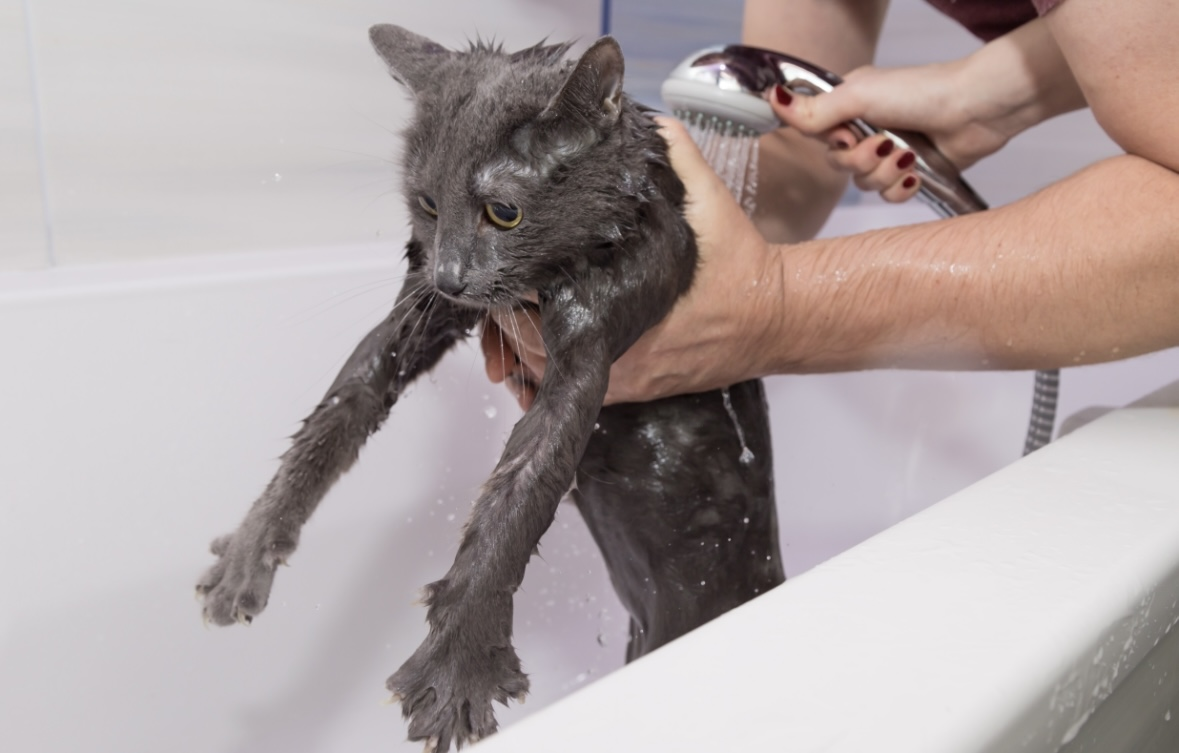Cat Bathing