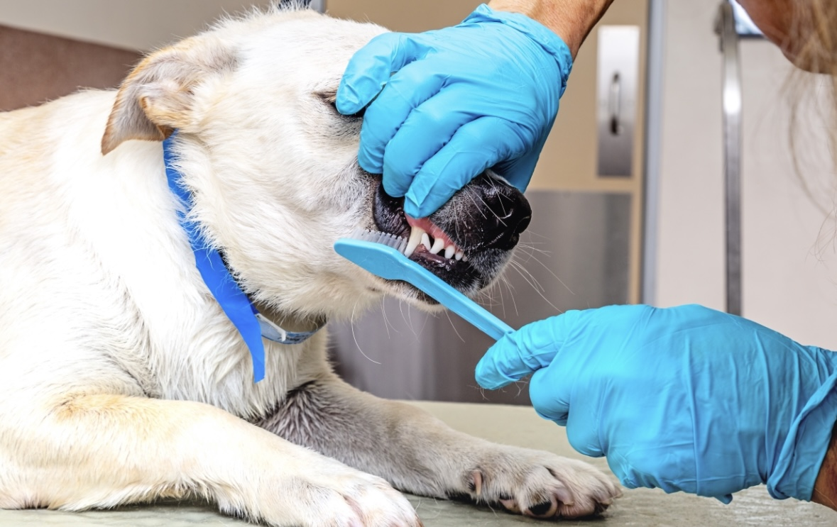 Pet Teeth Cleaning