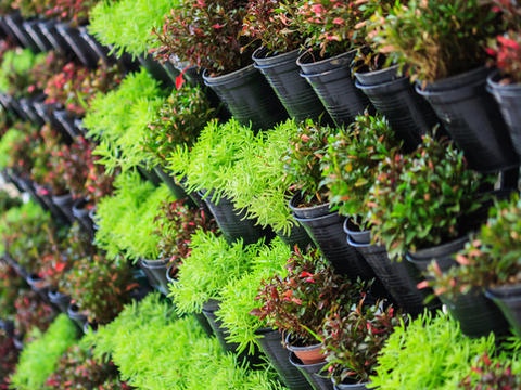 Landscaping