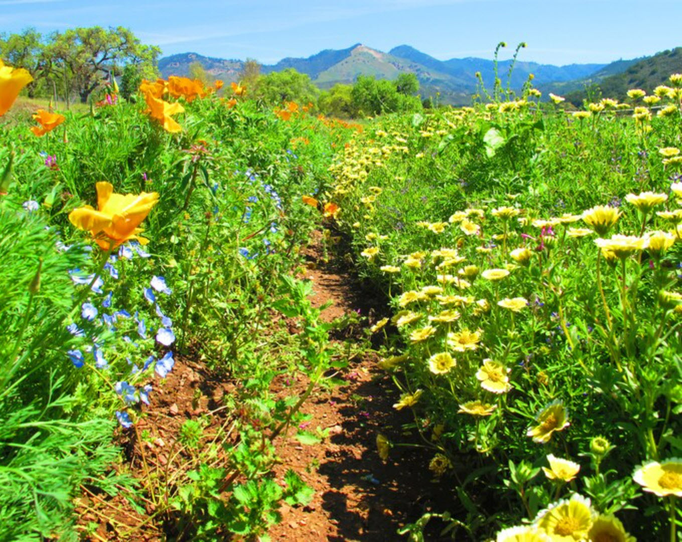 Pollinators Paradise Super-Duper