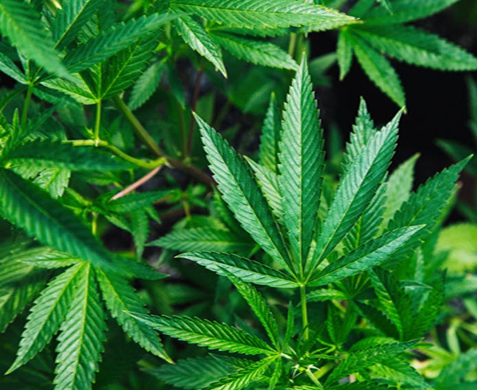 Cannabis Solutions