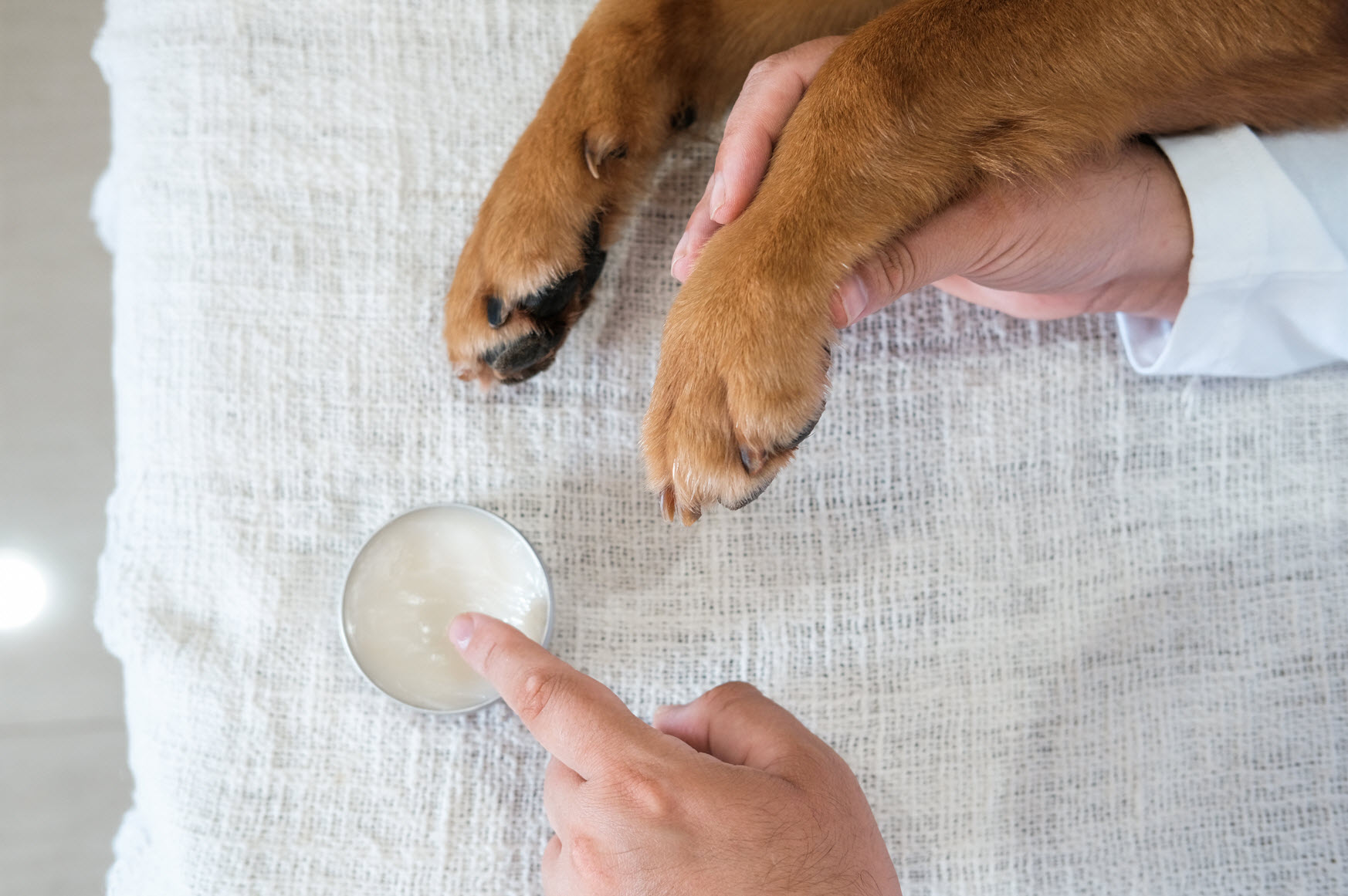 Paw & Pad Treatment