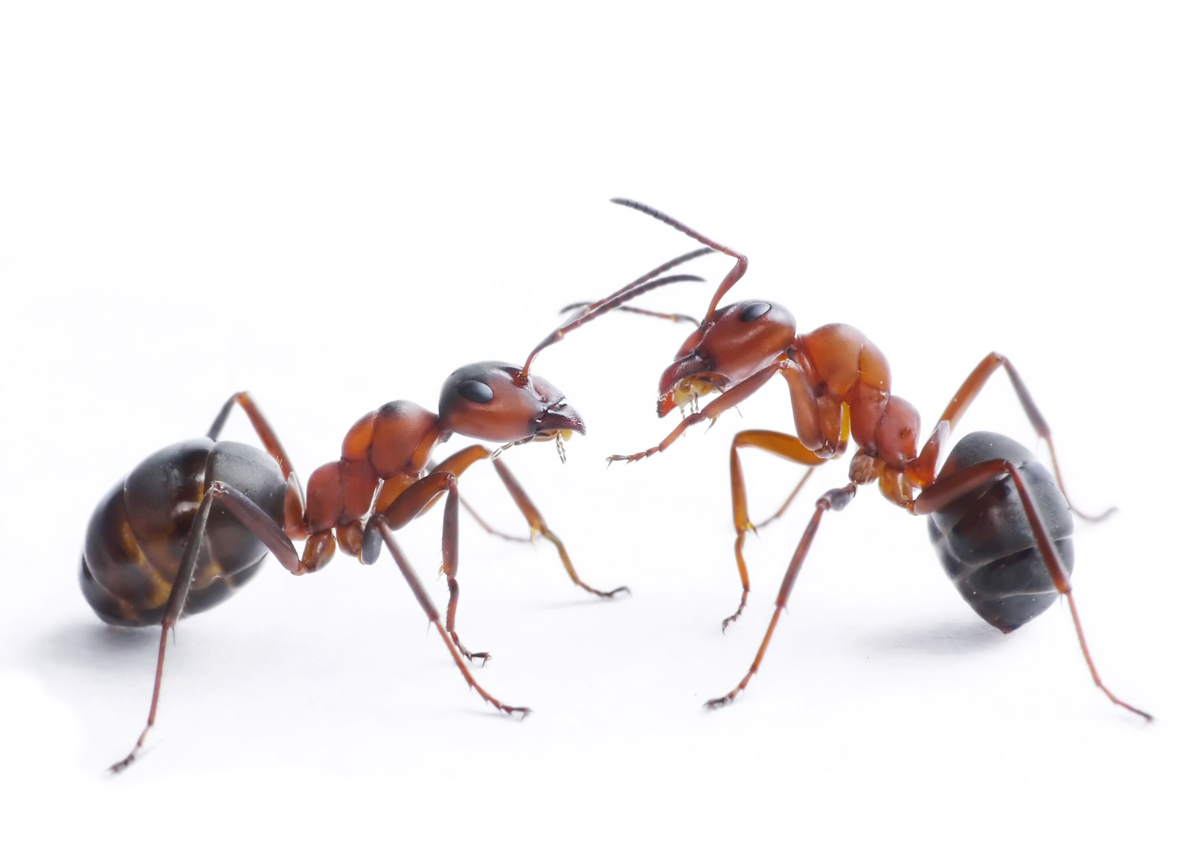  Ant Control Services