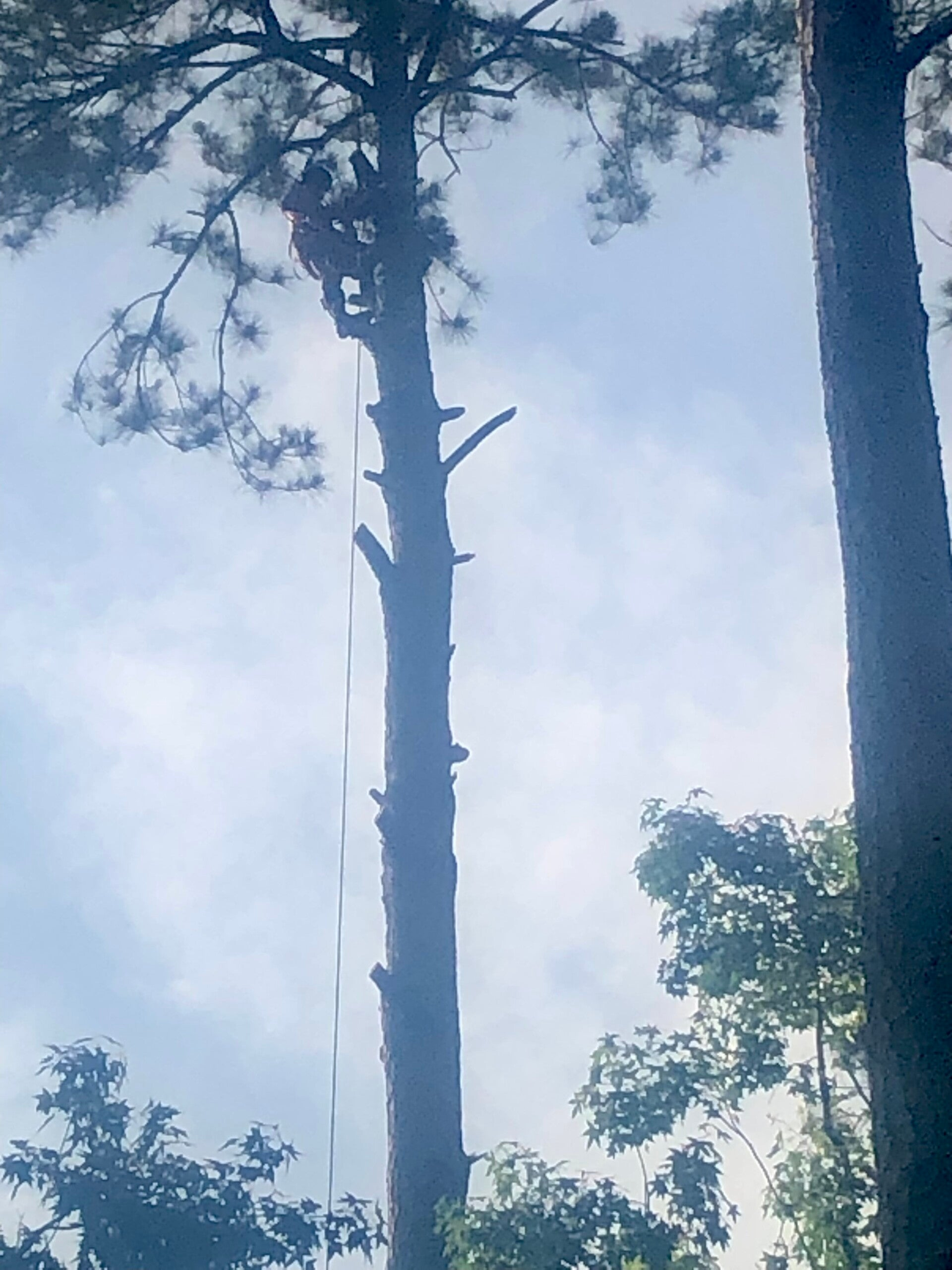 Aesthetic Pruning