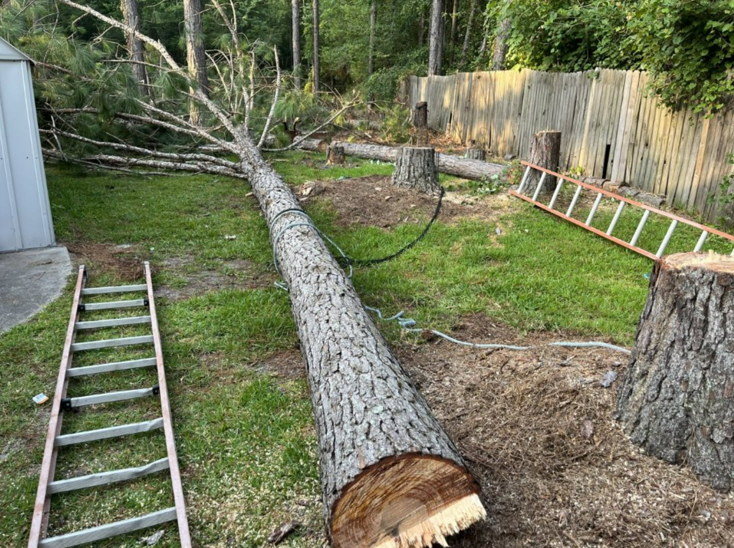 Tree Services