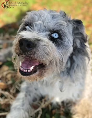 Dog Licensing