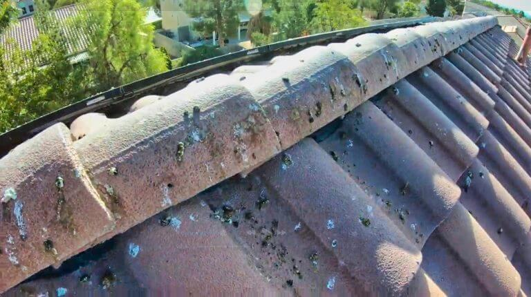 Pigeon Control