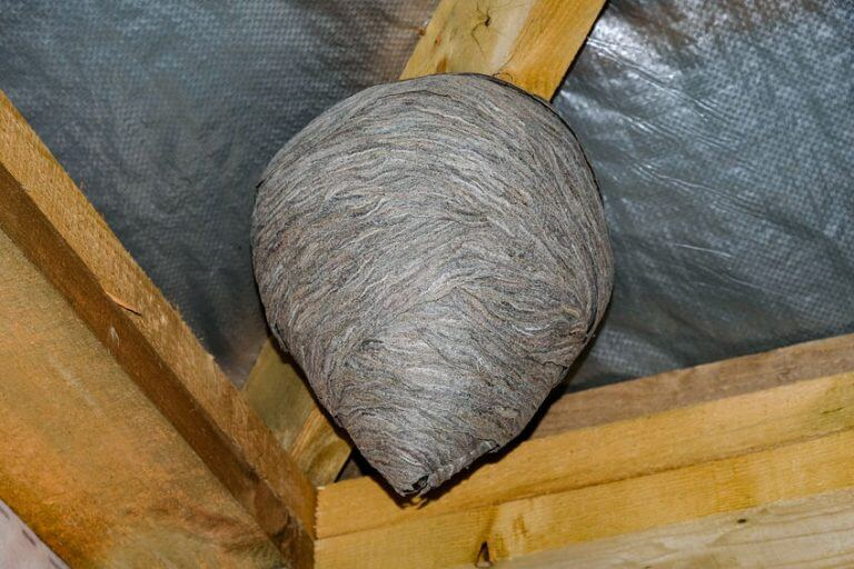 Bees & Wasps, Beehive, and Wasp Nest Removal