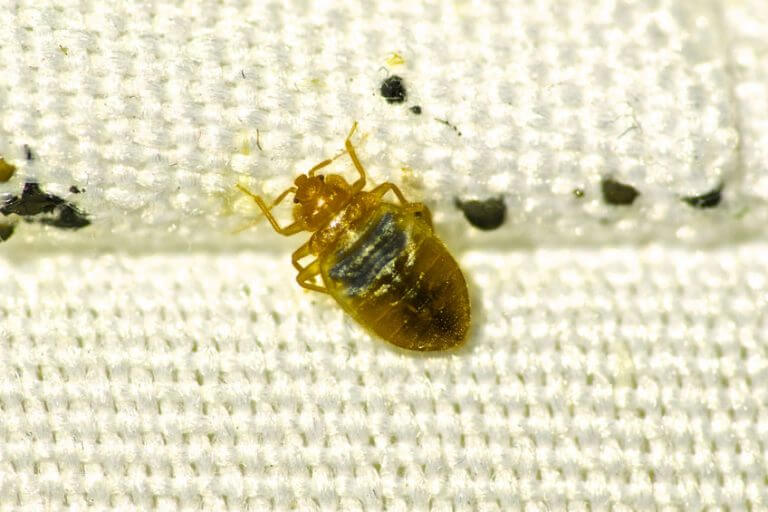 Bed Bug Treatment