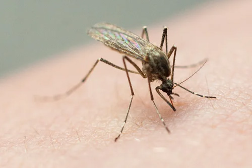 Mosquito Treatment