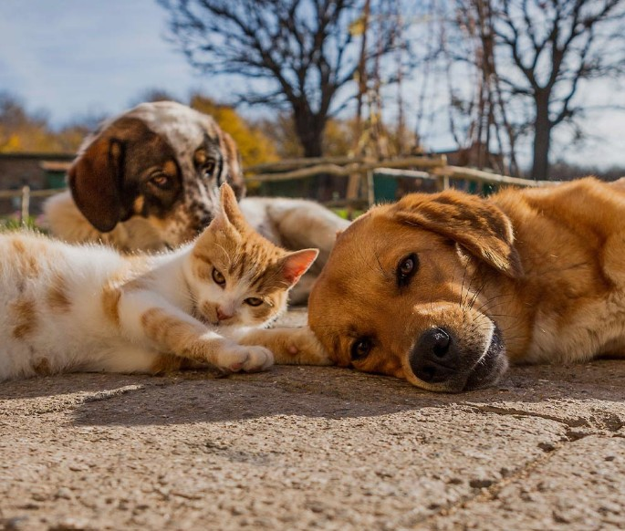 Pets Formulas