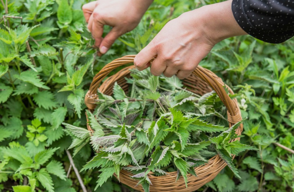 Single Herbs