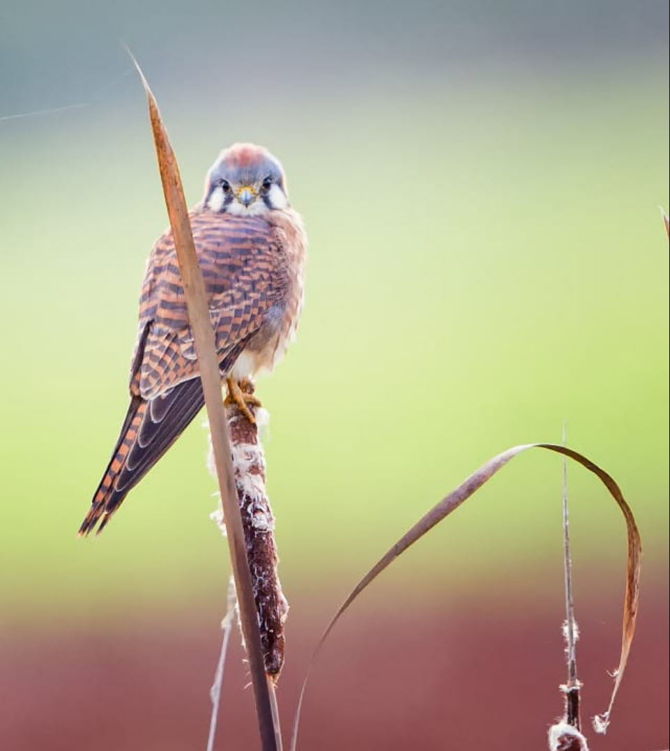 Enjoy Birdwatching
