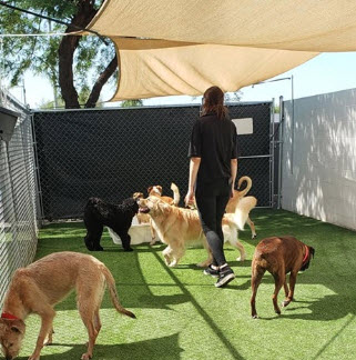 Training volunteering at animal shelters