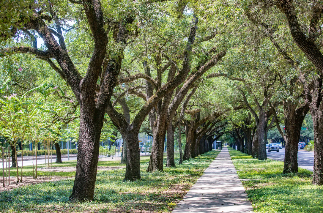 Commercial Tree Care