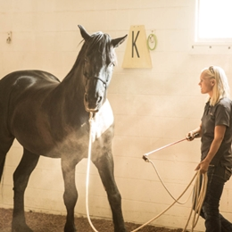 Natural Horsemanship