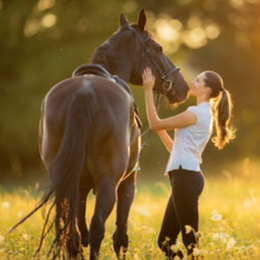 Sponsor a Horse
