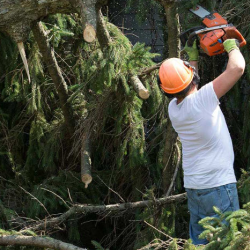Tree Removal