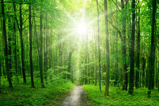 LEED & Sustainable Design
