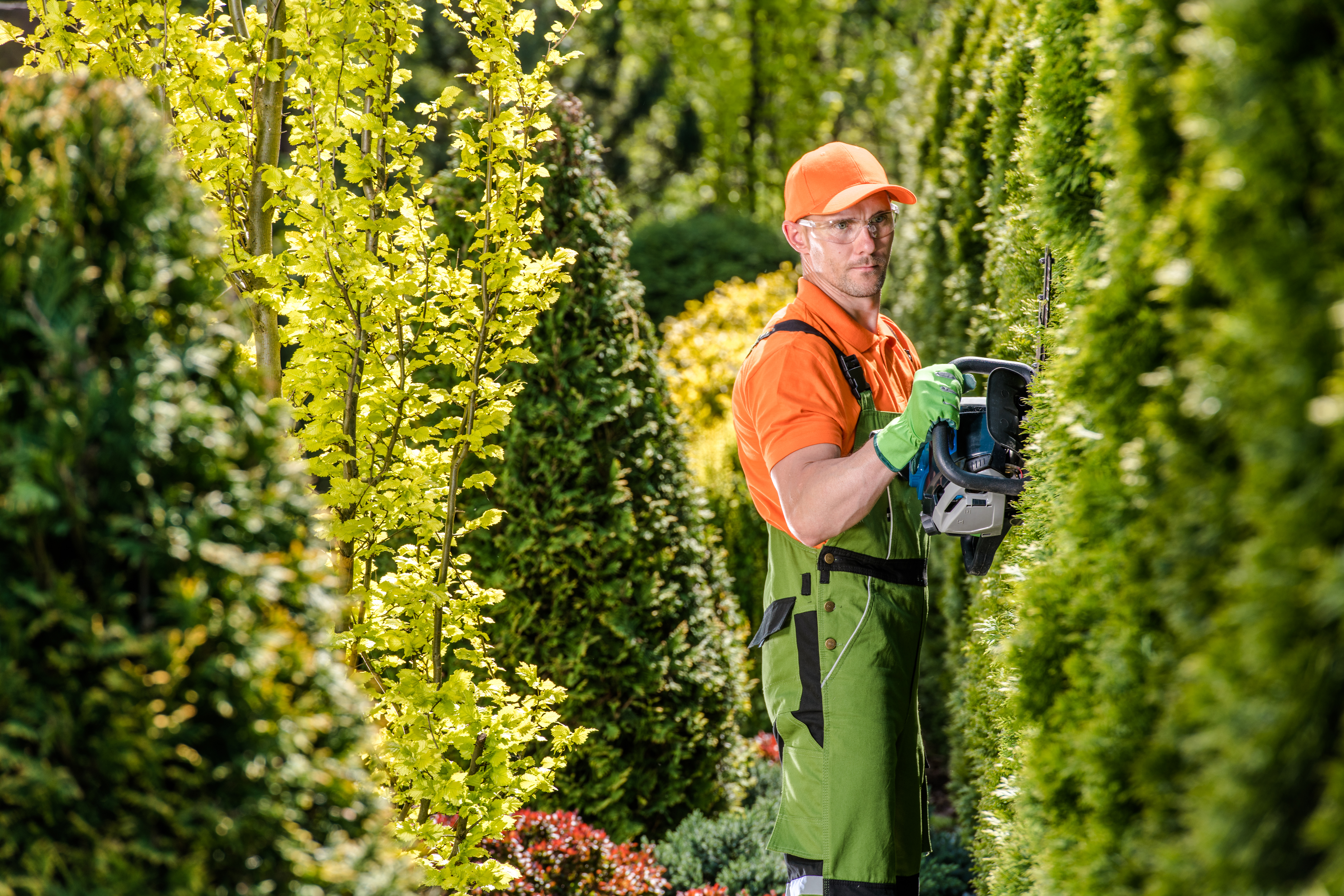 Hedge Trimming