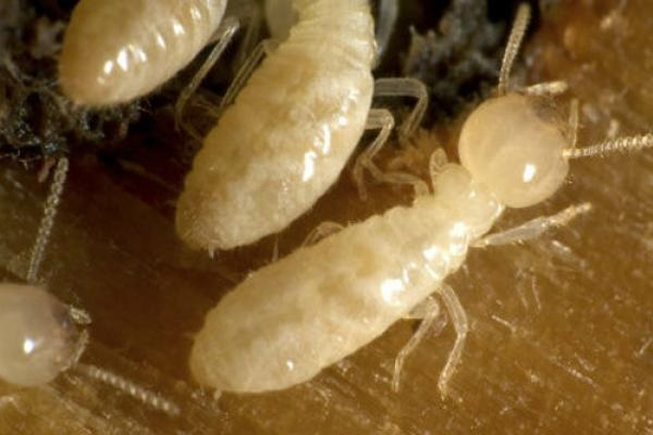 Termite Extermination
