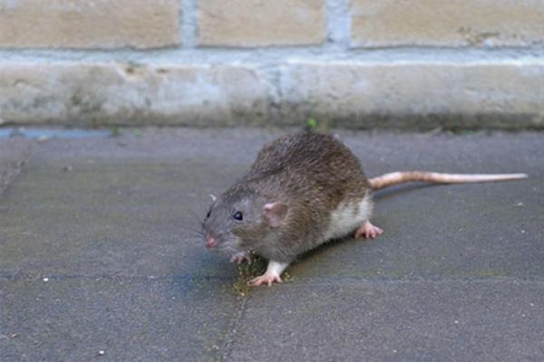 Rodent Removal