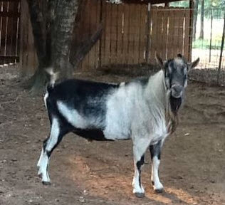 Goat For Sale