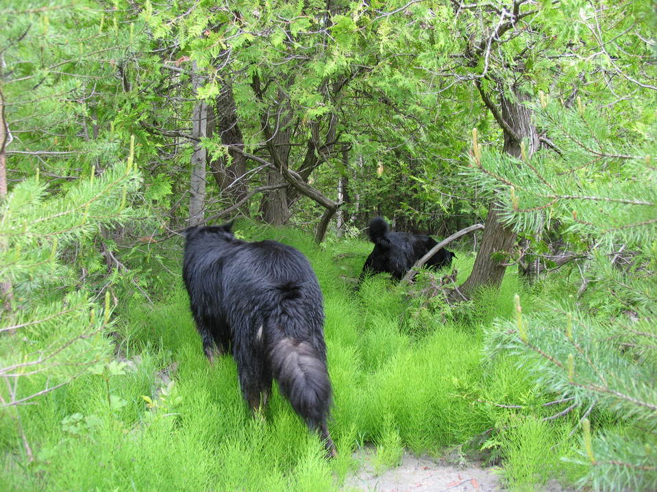 Group Walks