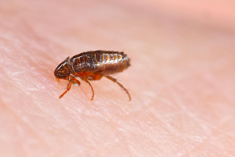 Flea Control