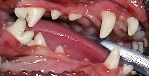 Dentistry