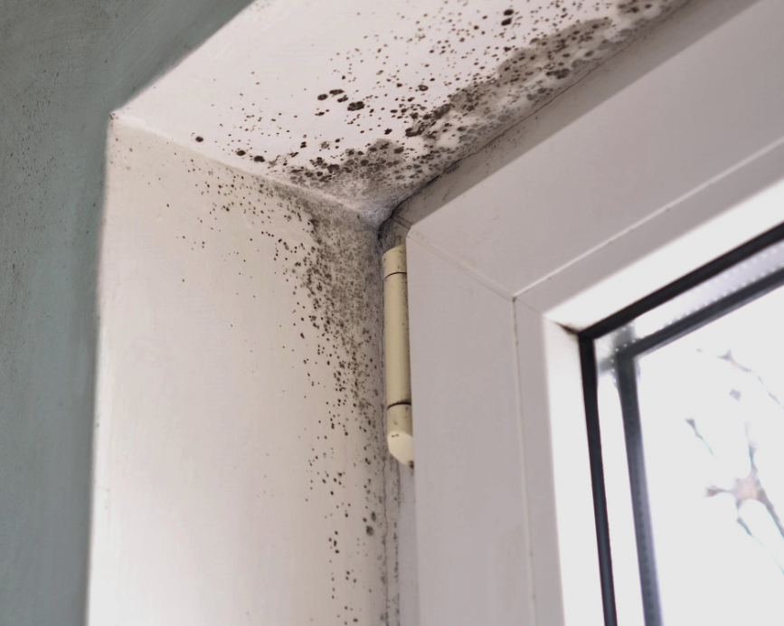 Mold Removal and Remediation