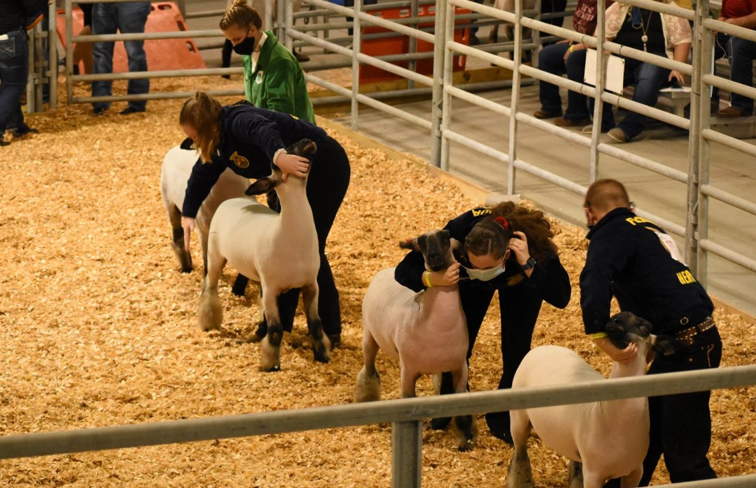 Livestock Shows