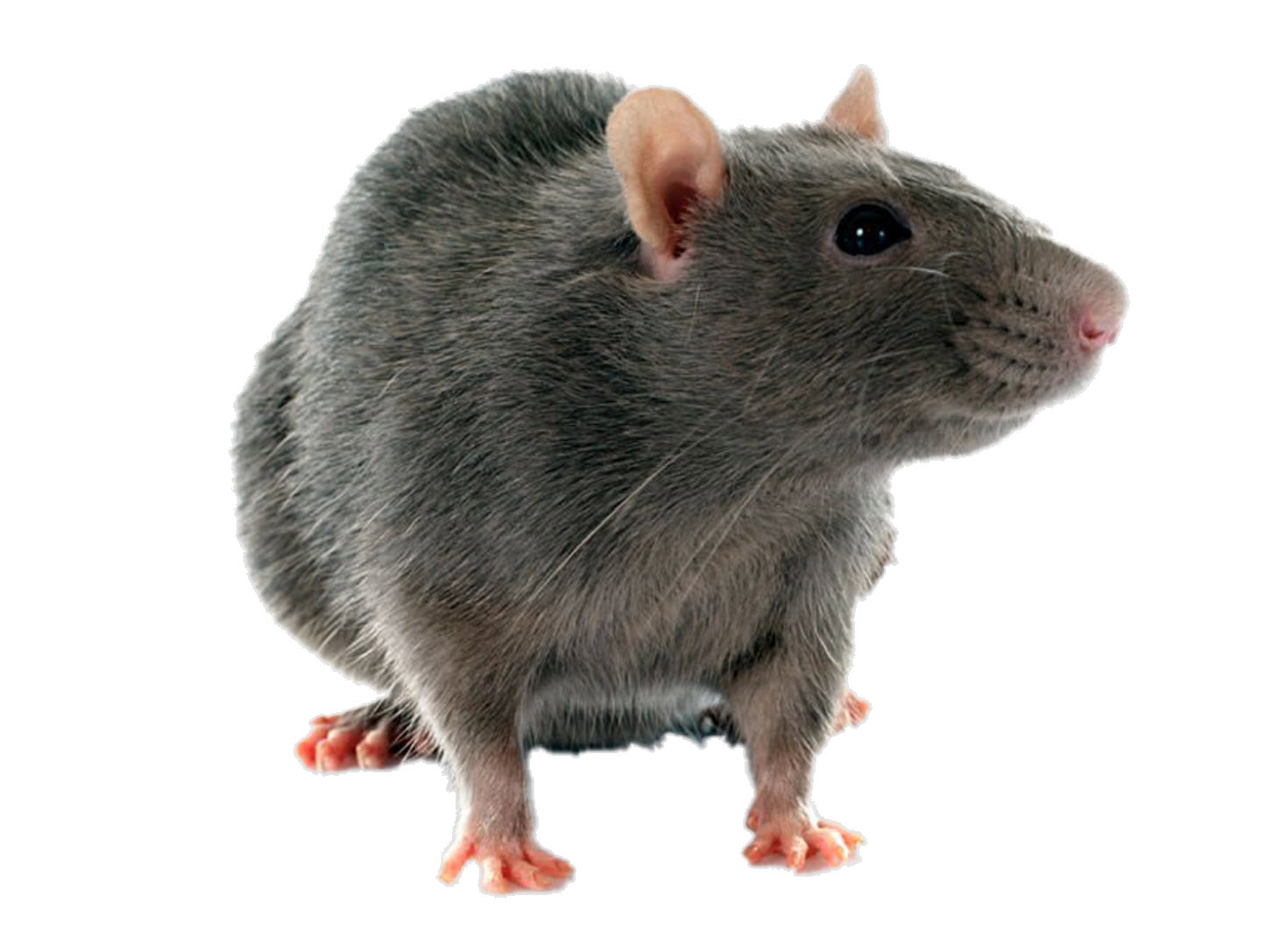 Rats