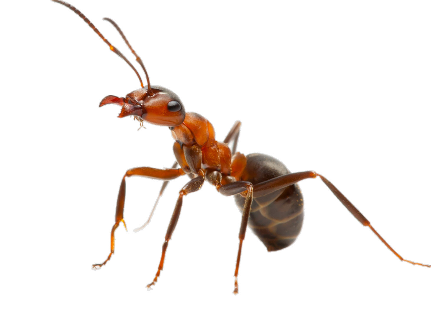 Ants