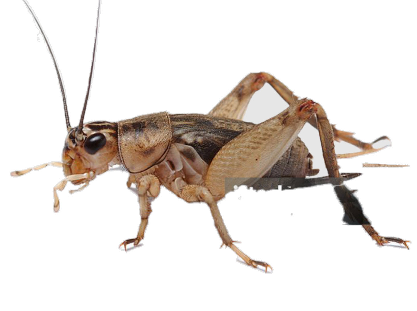 Crickets