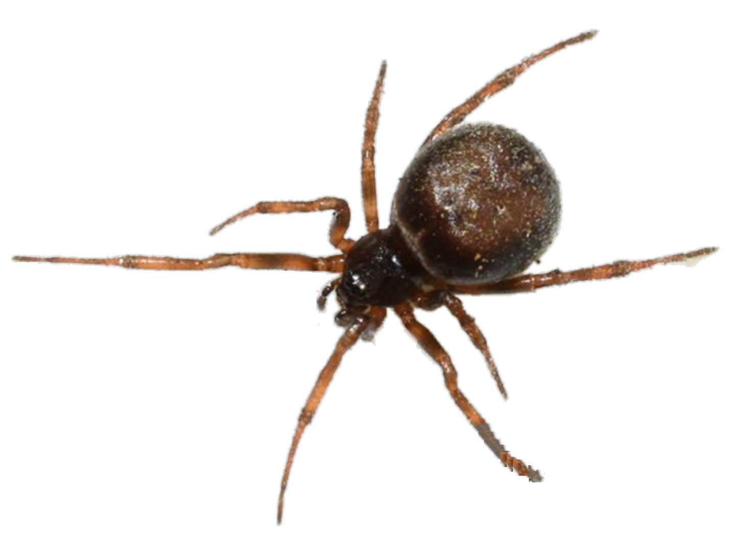 Spiders