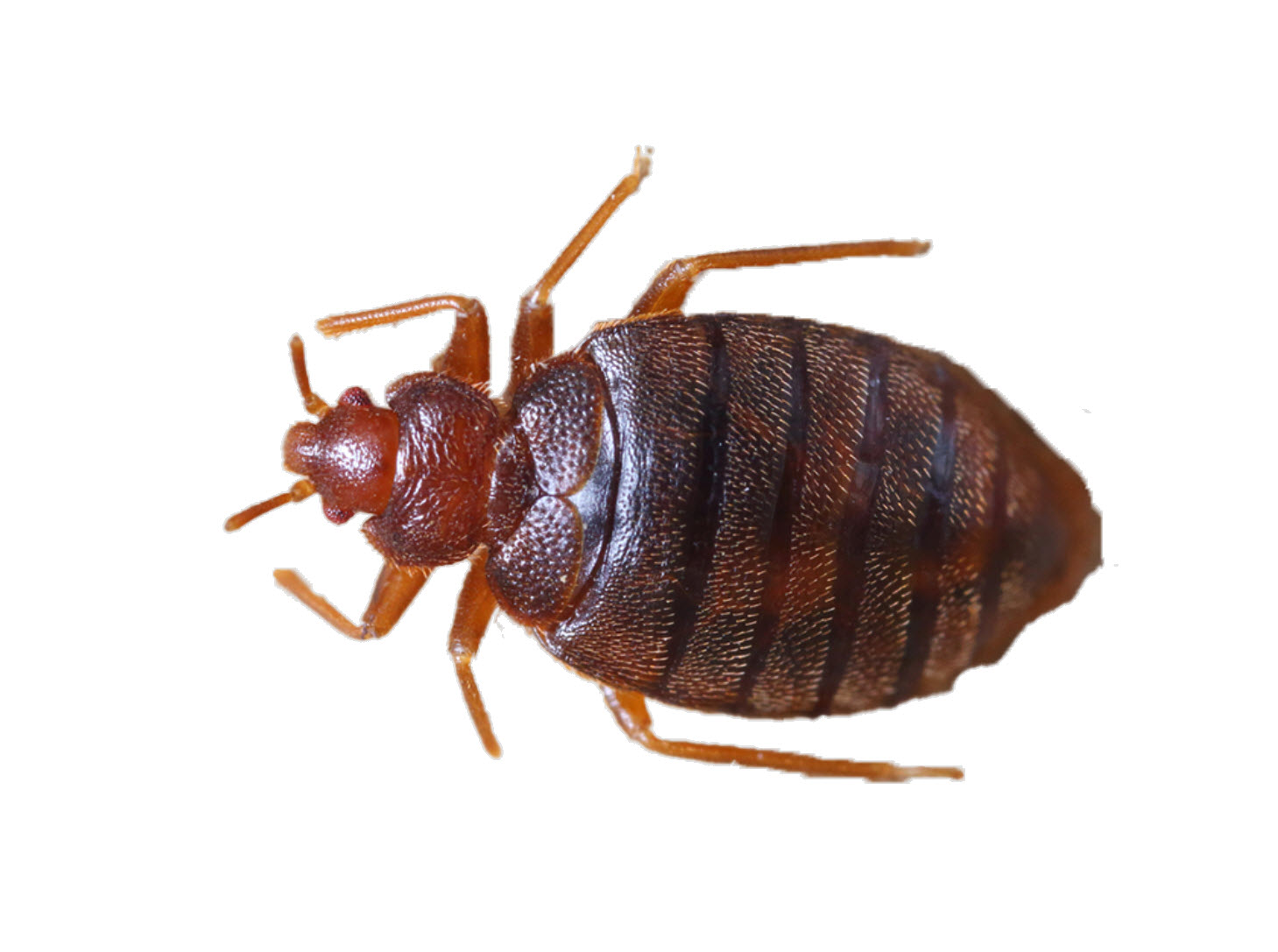 Bedbugs