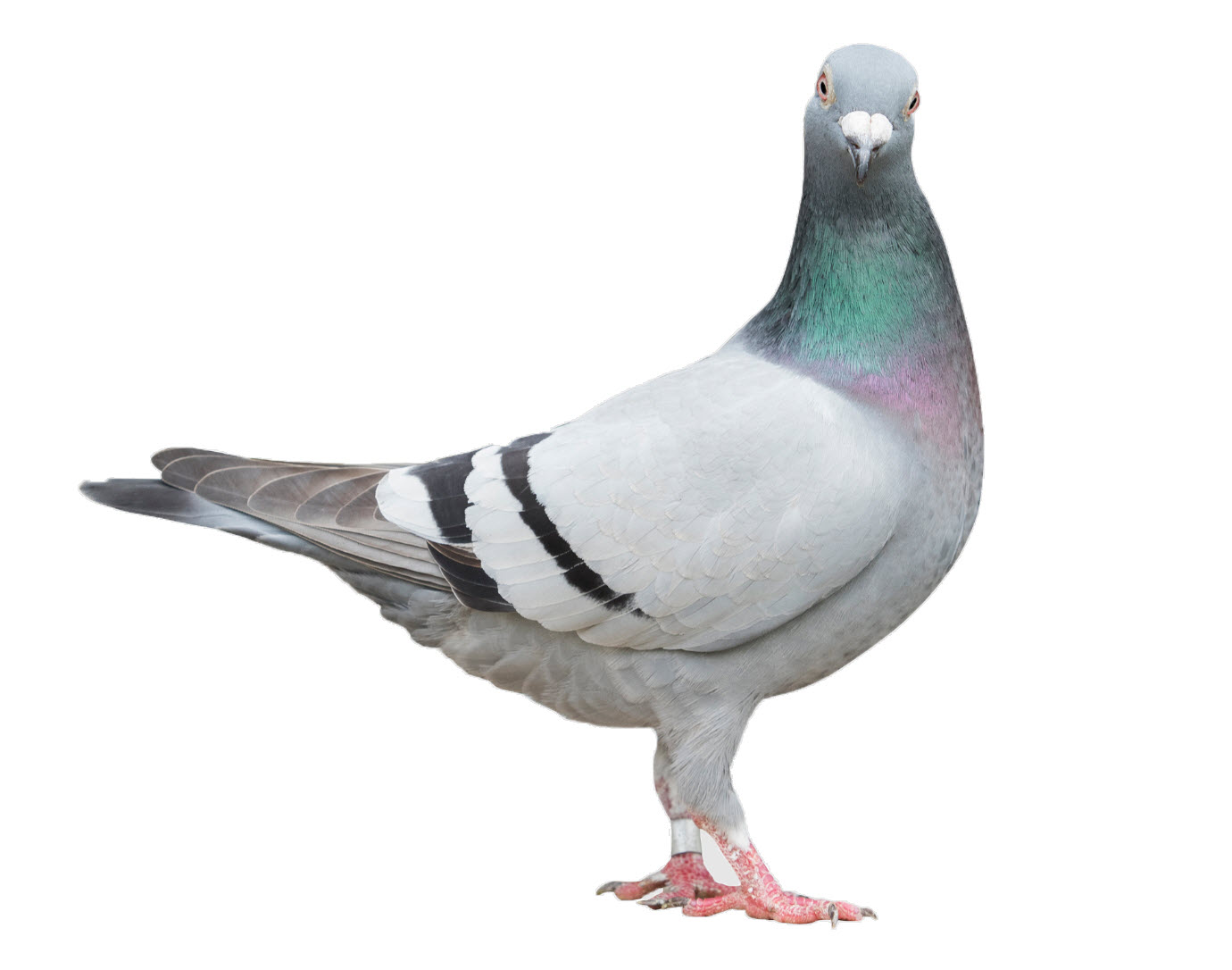 Pigeons