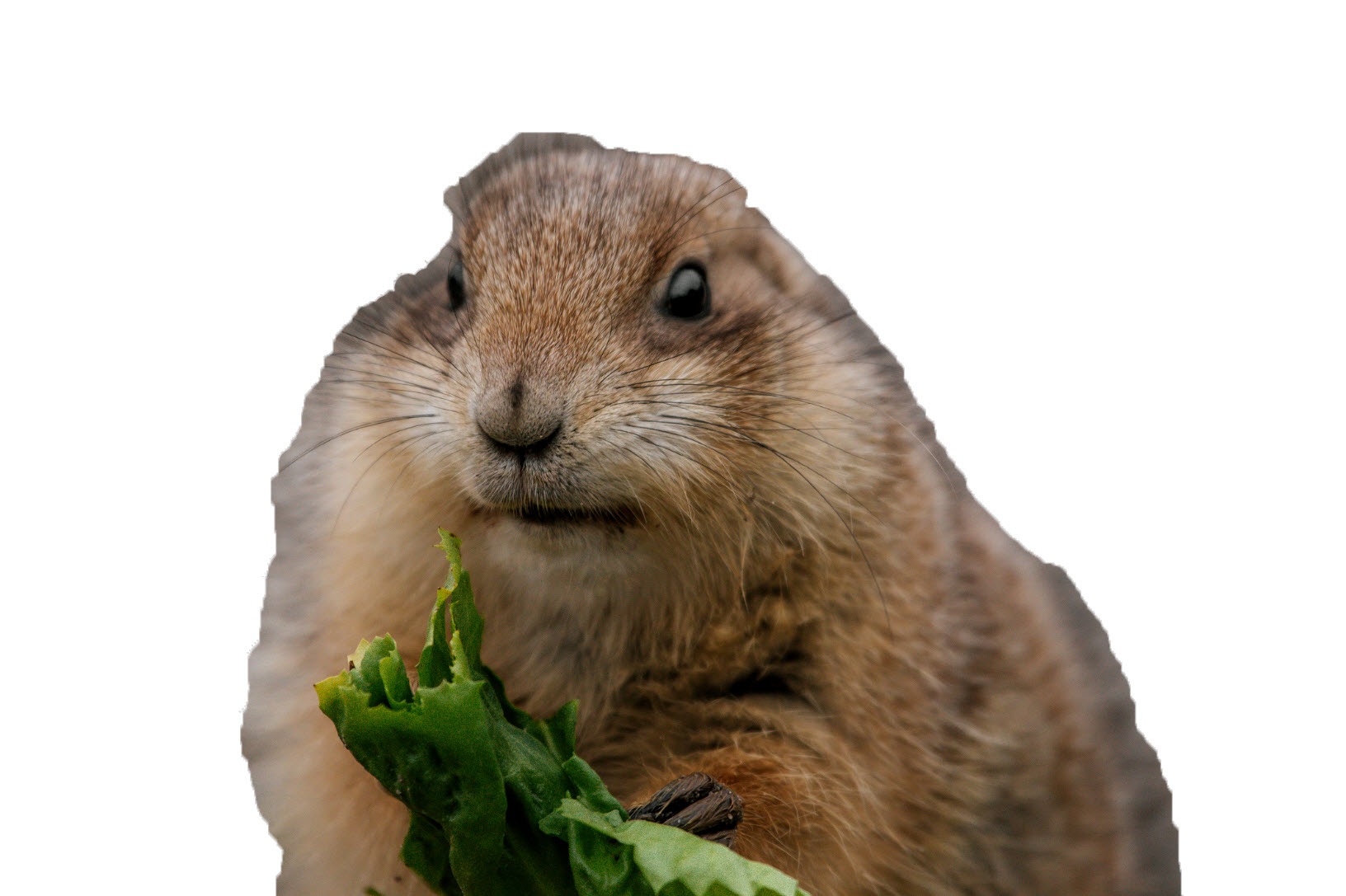 Voles & Gophers