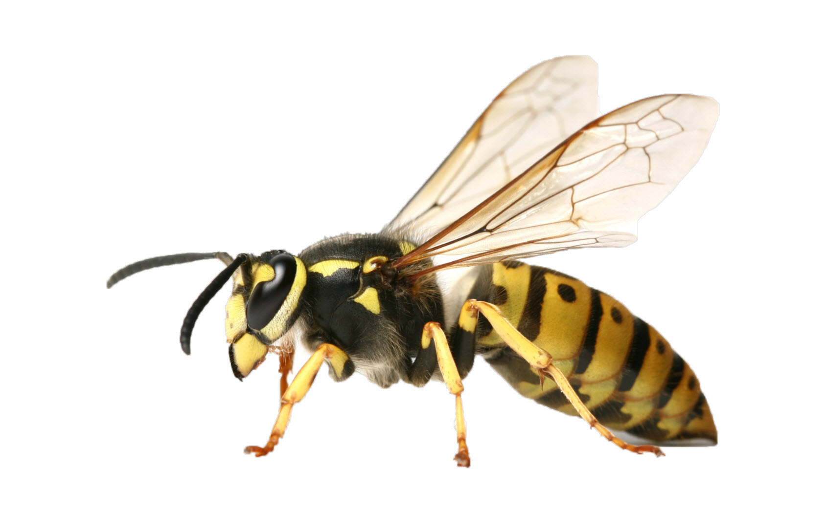 Bees, Wasps & Yellow Jackets