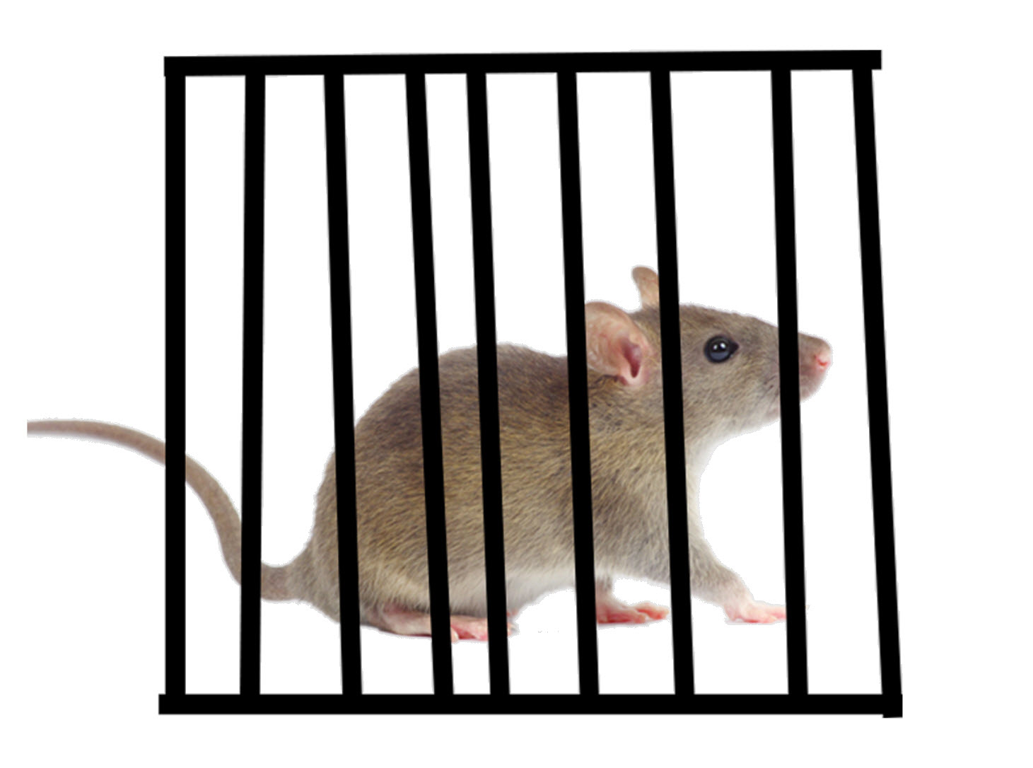 Humane Small Animal Trapping