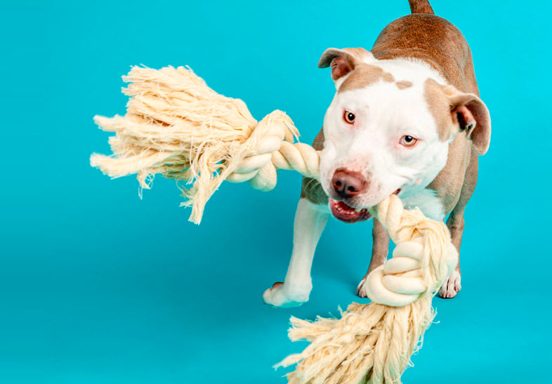 Pet Training