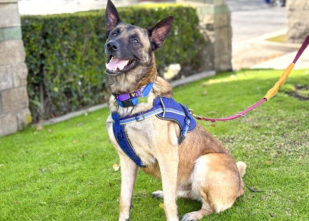 Pets for Adoption