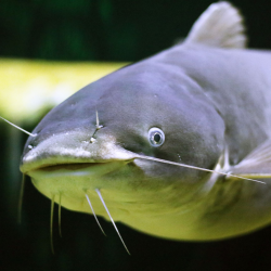 Aquatic Oklahoma