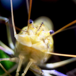 Amazing Invertebrates
